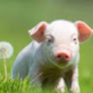 Meet your Posher, Annabel